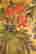 item-52267259=3