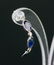 3.5ct Sapphire & 0.2ct Diamond Earrings CRV $1600 - 2