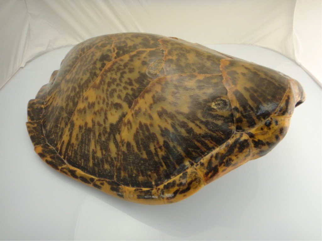 Old Sea Turtle Skin Shell: OLD SEA TURTLE SKIN SHELL Old Sea turtle skin shell Dimensions: 25" long