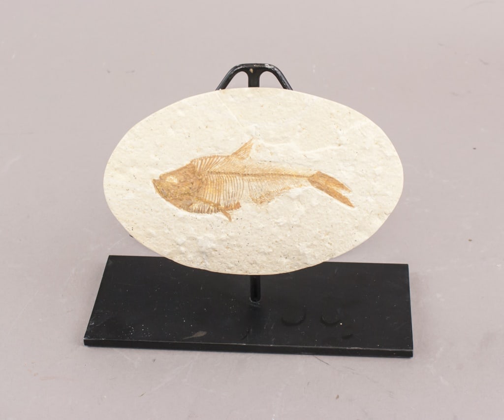 Ancient Fish Fossil Stone w/ Stand: Ancient fish fossil specimen embedded in oval sedimentary stone, mounted vertically on black metal display stand with rectangular base. Fossil features visible skeletal and fin structures, likely from