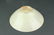 Chinese Celadon Carved Porcelain Bowl Song Period - 3