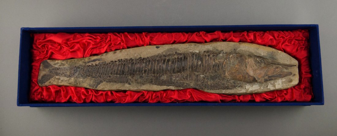Ancient Fish Fossil with Custom Case (1 of 3)