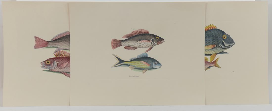 Three Marc Catesby Fish Prints (1 of 5)
