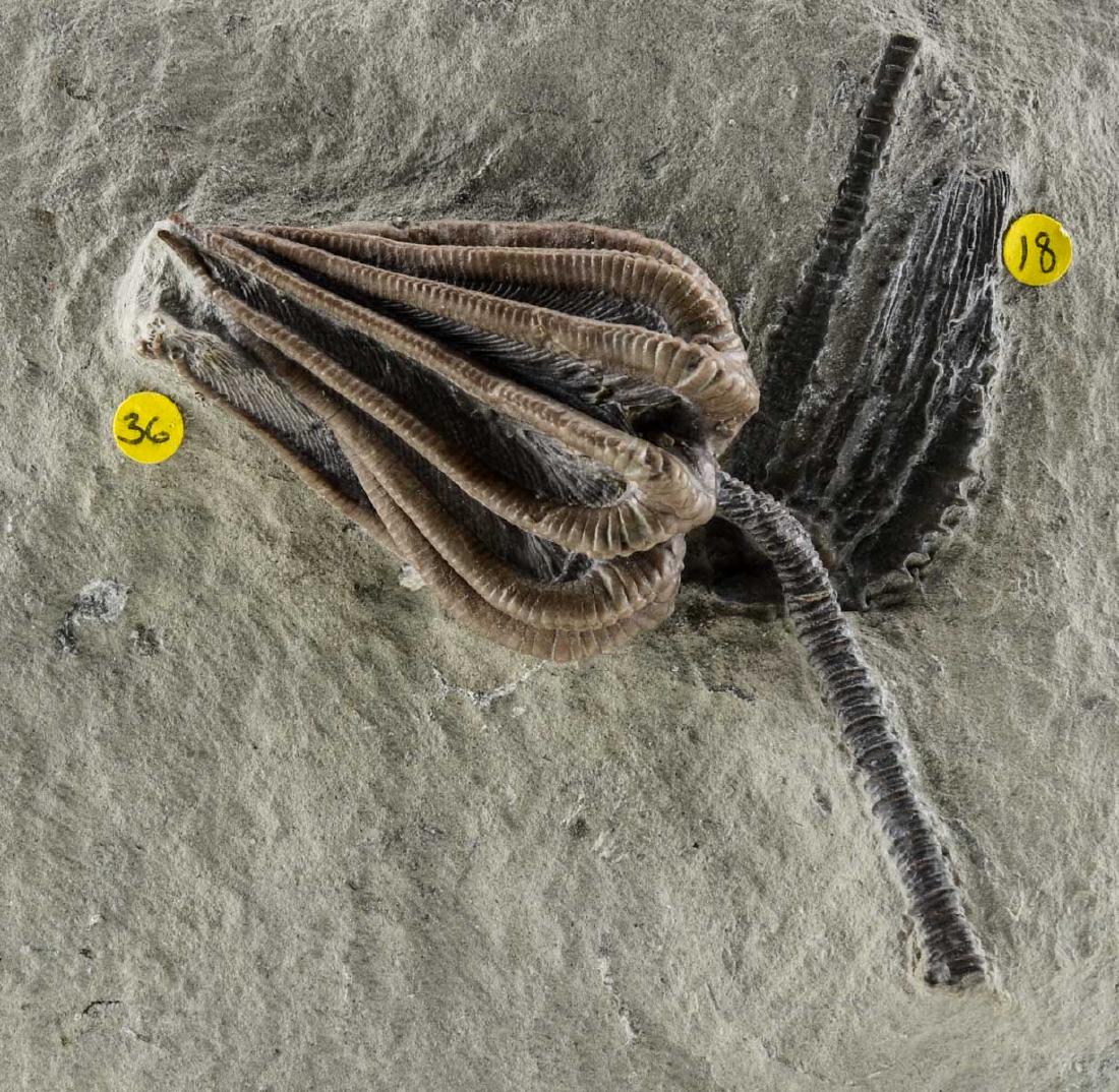 Crinoid Sea Lily Fossil Specimen