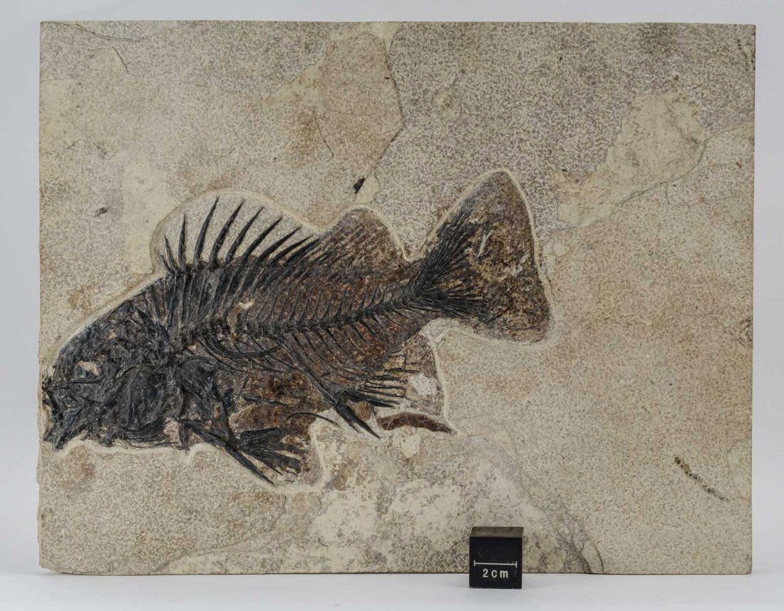 Fish Fossil - Green River Wyoming (1 of 6)