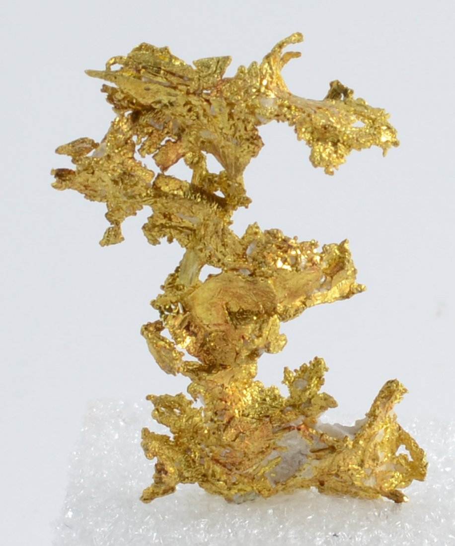 Native Gold Eagles Nest California (1 of 4)