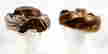 item-70161772=4