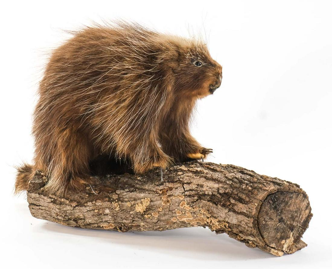 Taxidermy Porcupine Mount: Full Body Porcupine Mount on a natural log. 16" x 20" 12" Keywords: Camp, Cabin, Sporting, Vintage, Hunting