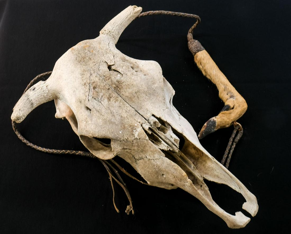 Cattle Skull, Mounted Deer Rack, Hoof Whip (1 of 4)