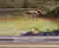 item-118265120=4