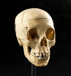 Genuine Medical Study Human Skull