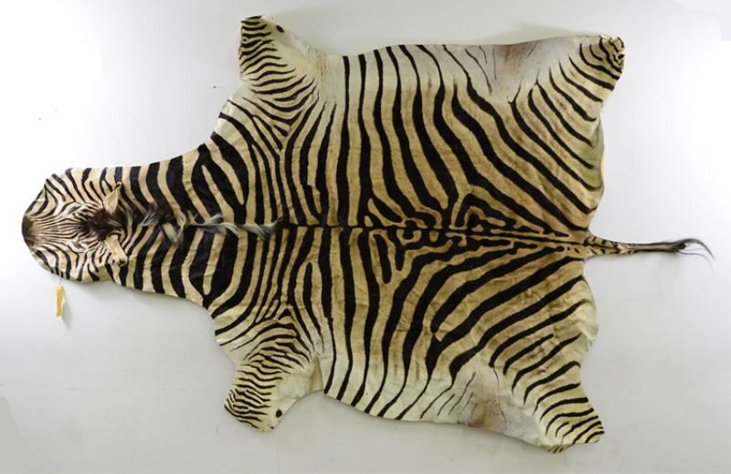 15 Zebra Skin Rug / Wall Hanging