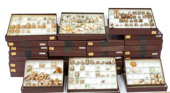 1,800+ Pc Estate Seashell Specimen Collection: Extensive 1,800+ piece collection curated collection of rare and beautiful sea shells. Included here are examples of Quadrasi, Mauritius, Harpa davidis, C. Oculus capri and C. Roselli. Housed within