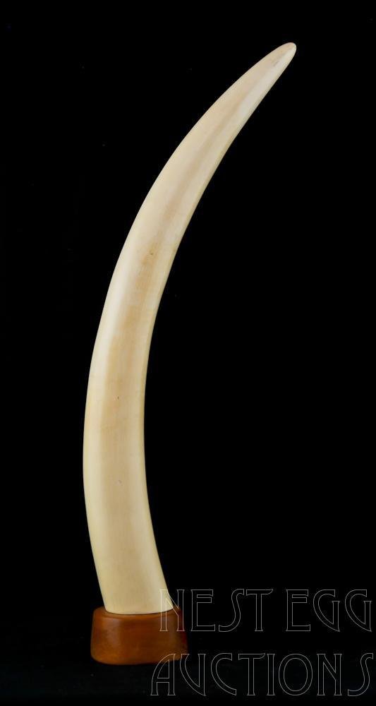Polished African Ivory Tusk