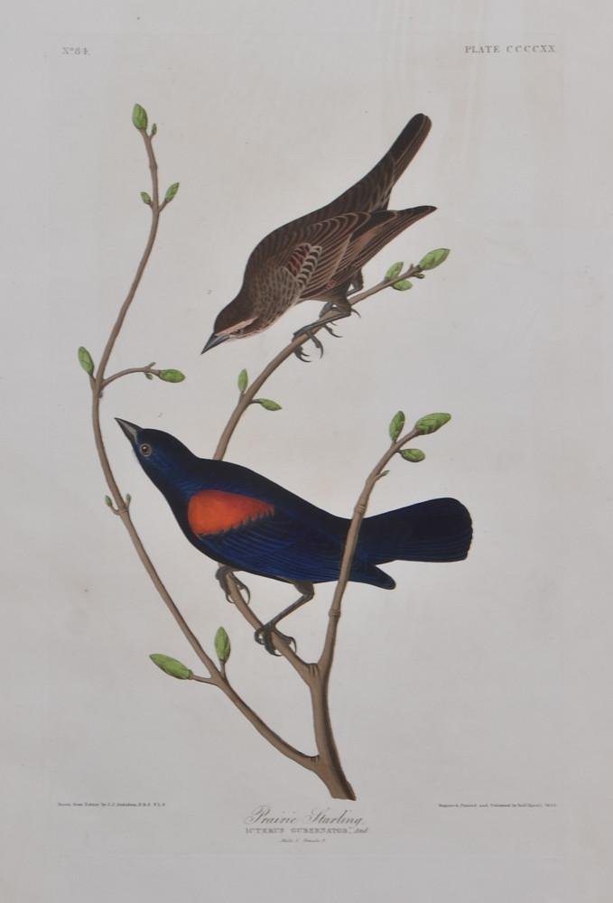 John James Audubon Engraving: Prarie Starling: Original hand tinted first edition print from Elephant folio Birds of North America, published by Robert Havell London 1838. Plate impression size: 12.25" x 19.5" excellent condition, 