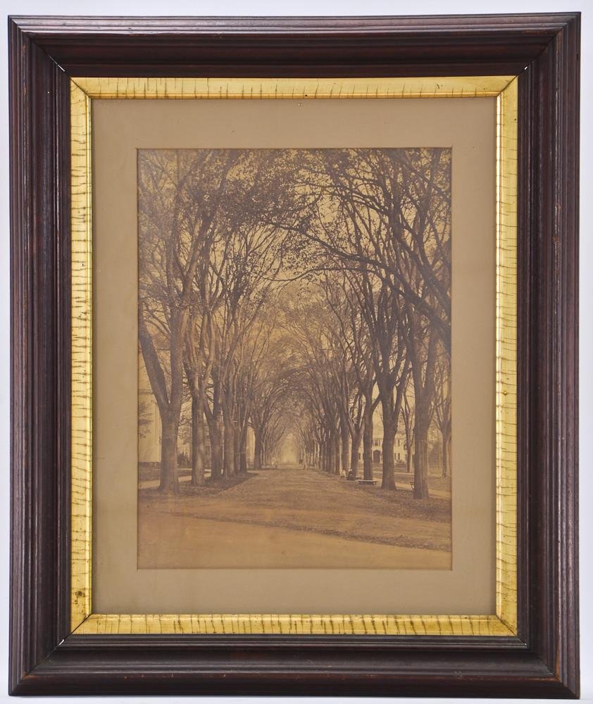 19th C. New Haven CT Elm Trees Photograph: 19th Century Albumen photo of the Elm trees in New Haven Connecticut, near Yale University. Photo is mounted to original board, very good condition, image measures 12" x 16" framed under gla