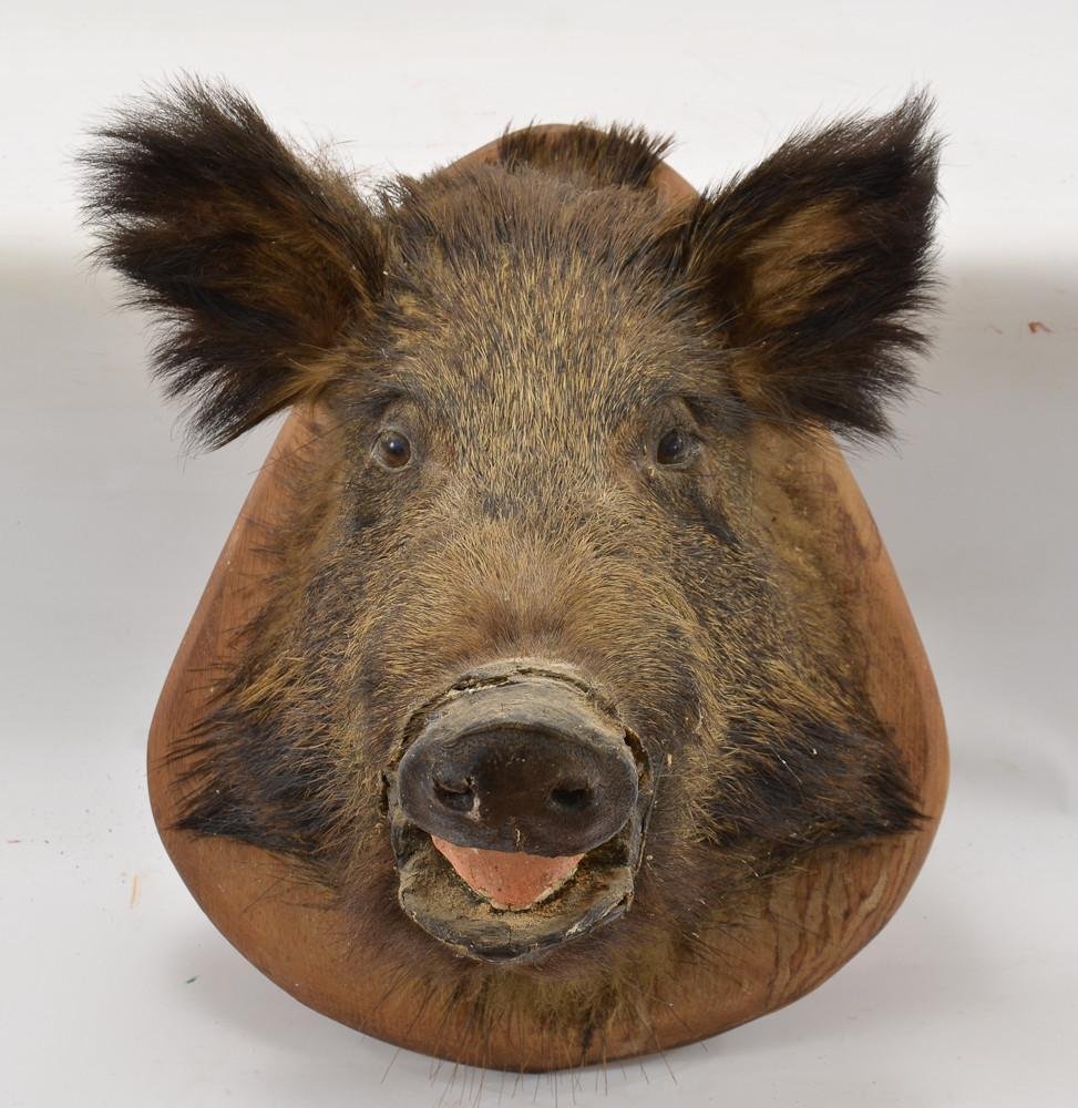 Wild Boar Head Taxidermy Mount Mar 22, 2014 Nest Egg Auctions in CT