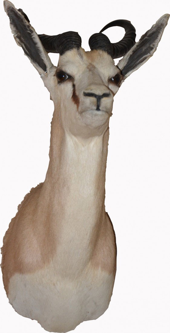 Small Wall Mount Stuffed Gazelle Head: Small Wall Mount Stuffed Gazelle Head