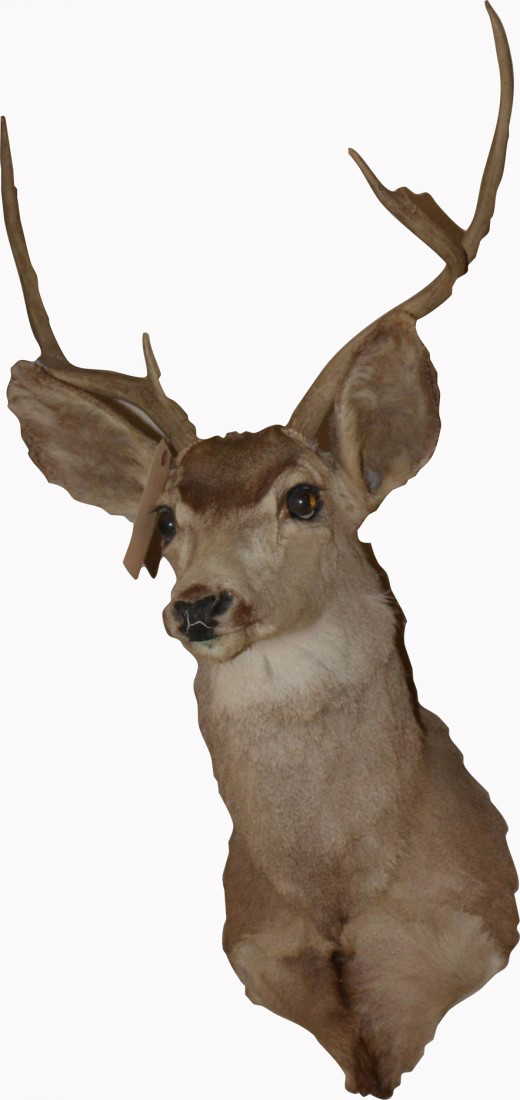 754A: Wall Mount Stuffed Deer Head