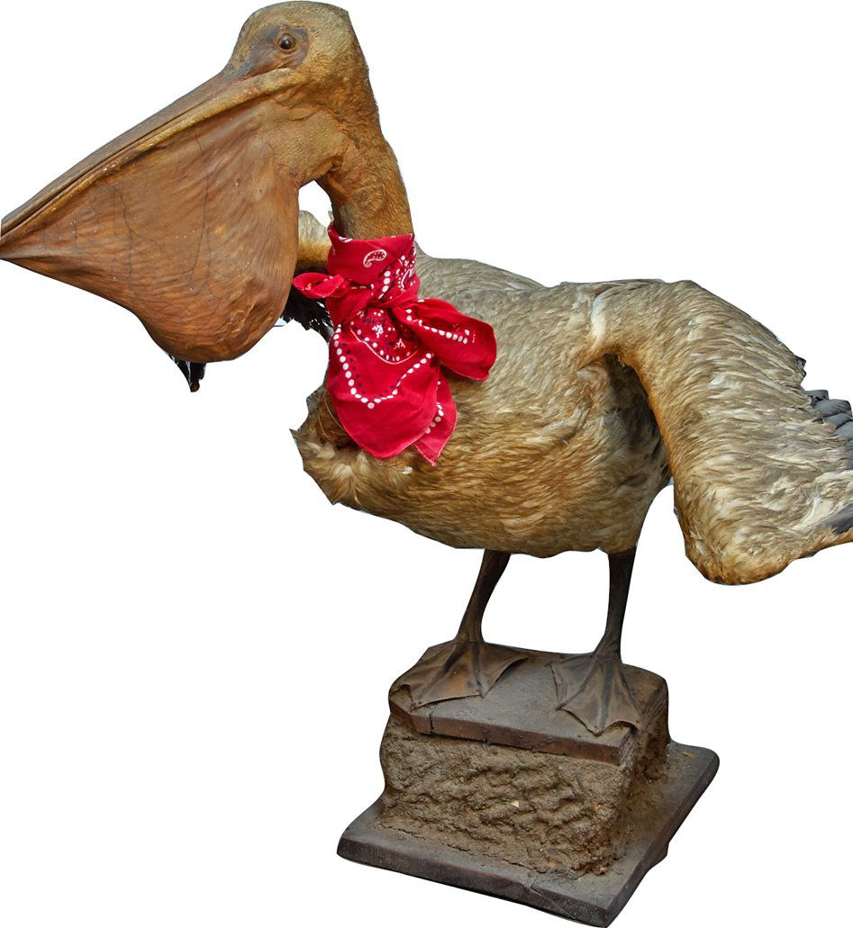 Large Stuffed Taxidermy Pelican Bird - Jun 02, 2013 | Victorian Casino