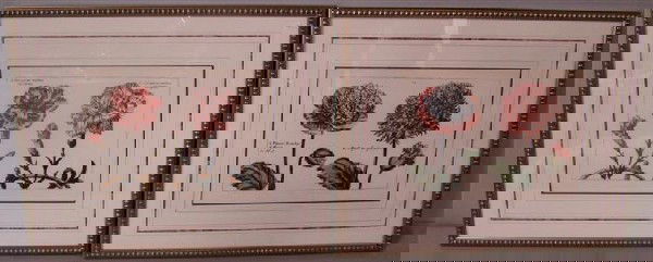 CRISPEN DE PASSE, A PAIR OF FLOWER PRINTS: CARIOPHYLUS MAXIMUS AND PAPAVER FLO 14 x 20 in. Framed