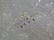 98: ANTIQUE ODIOT FRENCH 950 SILVER COVERED BOWL - 8
