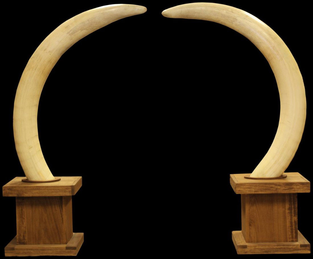 PAIR OF NAMBIAN ELEPHANT TUSKS w DISPLAY STANDS: Pair of Namibian elephant tusks. Each is mounted with wooden display stand. Tusks measures 69" length x 18 3/4" circumference at base (175.2cm x 47.6cm). One tusk has an ivory weight of 78 and the 73 