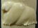 270A: 19th C SIBERIAN CARVED BONE LIDDED POLAR BEAR BOX - 4