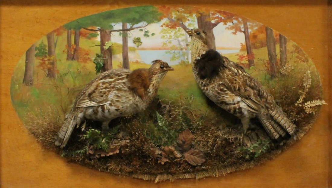 RARE VICTORIAN TAXIDERMY OF MOUNTED PHEASANTS: Rare Victorian Taxidermy depicting pheasants. Display measures approx 38" (96.52cm) Width x 22" (55.88cm) Height + 5" wood frame with brass trim. Total approx weight in excess of 15lbs.