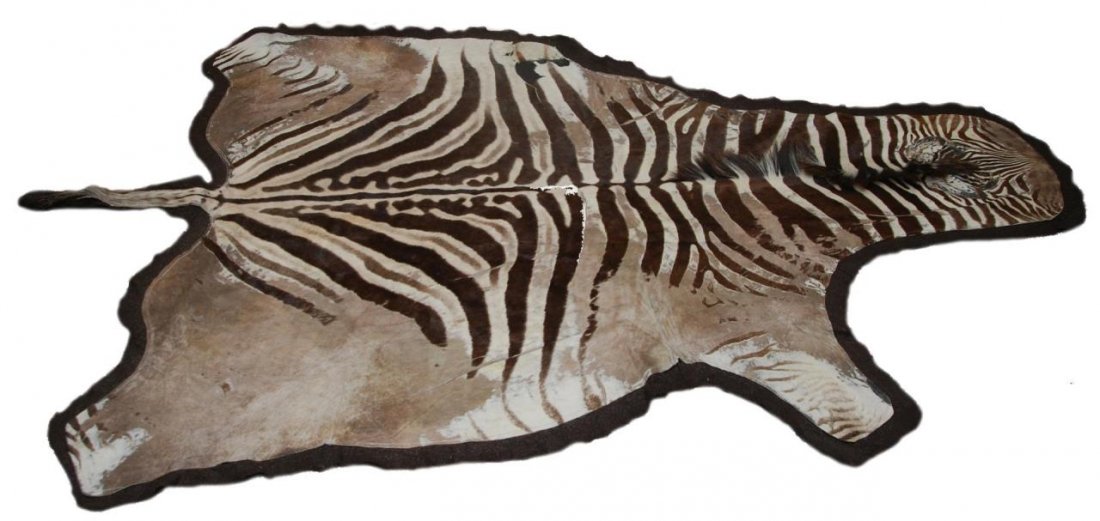 AUTHENTIC TAXIDERMY ZEBRA SKIN RUG: Authentic zebra skin rug lined with felt. Measures approx 124" (314.96cm) Length x 69" (175.26cm) Width including the tail.