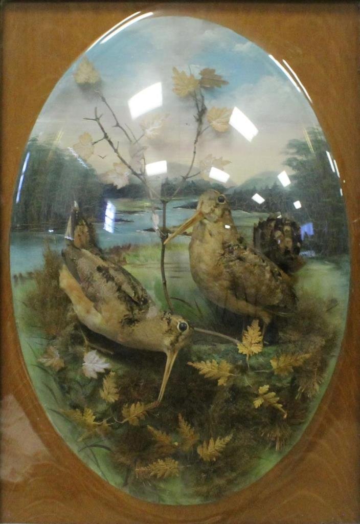 RARE VICTORIAN TAXIDERMY AVIARY w/ BUBBLE FRAME: Rare Victorian Taxidermy Aviary with bubble frame depicting two long beaked birds. Display measures approx 17" (43.18cm) Width x 26" (66.04cm) Height + 5" wood frame with brass trim. Total approx weig