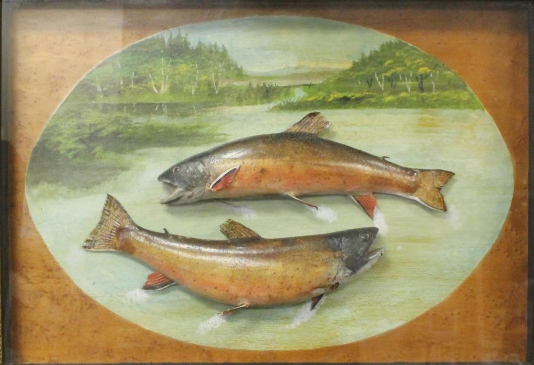 RARE VICTORIAN TAXIDERMY DIORAMA OF RAINBOW TROUT: Rare Victorian taxidermy diorama of rainbow trout with bubble frame. Display measures approx 17" (43.18cm) Width x 26" (66.04cm) Height + 5" wood frame with brass trim. Total approx weight in excess o