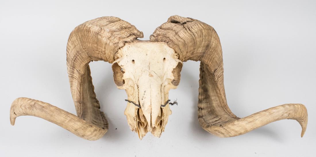 Rams Skull Trophy with Curled Horns: Species unknown. Width 24 1/2 inches. Notice to bidders: Condition reports and additional photographs are provided by request as a courtesy to our clients, as such any condition report is only an opin