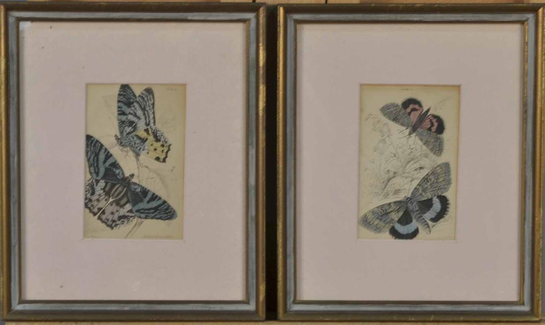 Continental School (19th Century): Pair of Butterfly themed prints. hand colored etchings. Each signed "Lizar" in plate. Each sight size 6 x 4 inches. Both matted and framed. Notice to bidders: Condition reports and additional photogra