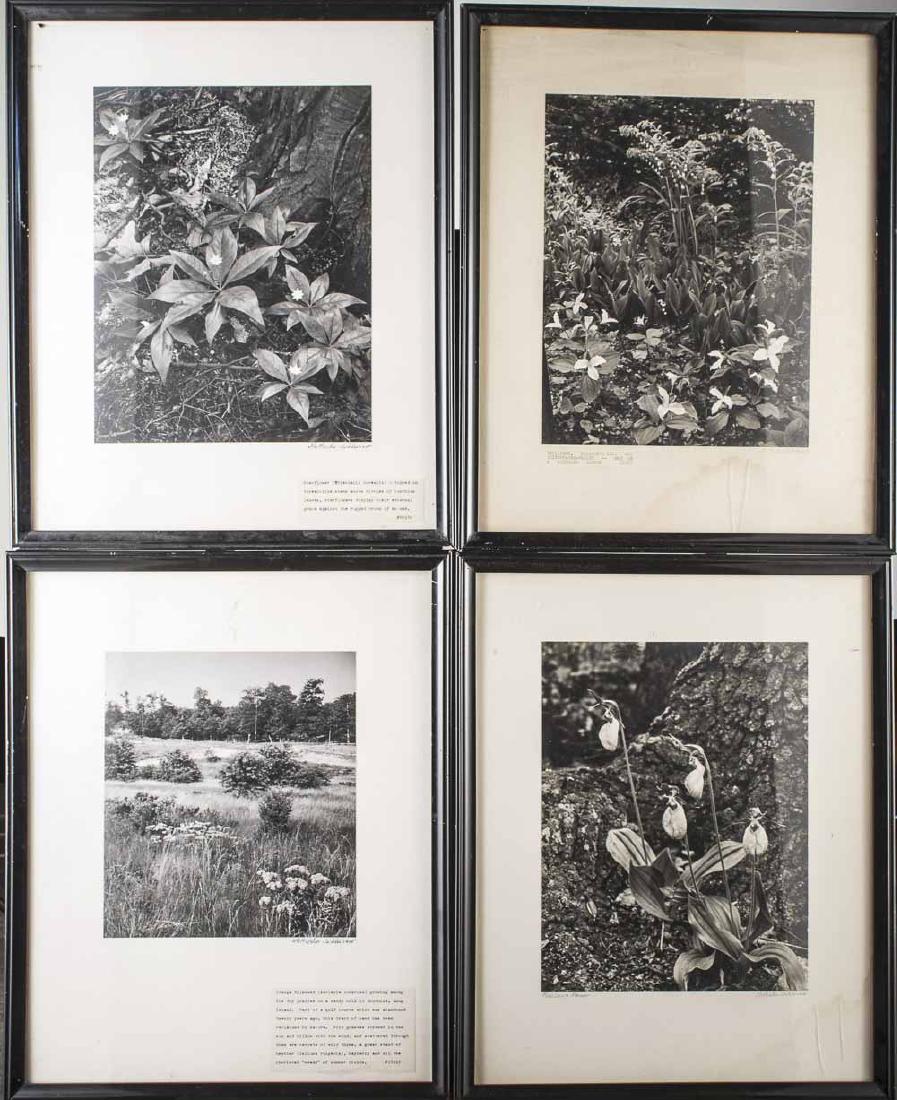 Four Works by Samuel Grottscho (Am, 1875-1971): Four Nature Scenes. Black and White Photographs. Each signed or stamped. Largest sheet size 13 1/2 x 10 1/4 inches. All mounted and framed. Notice to bidders: Condition reports and additional photogra