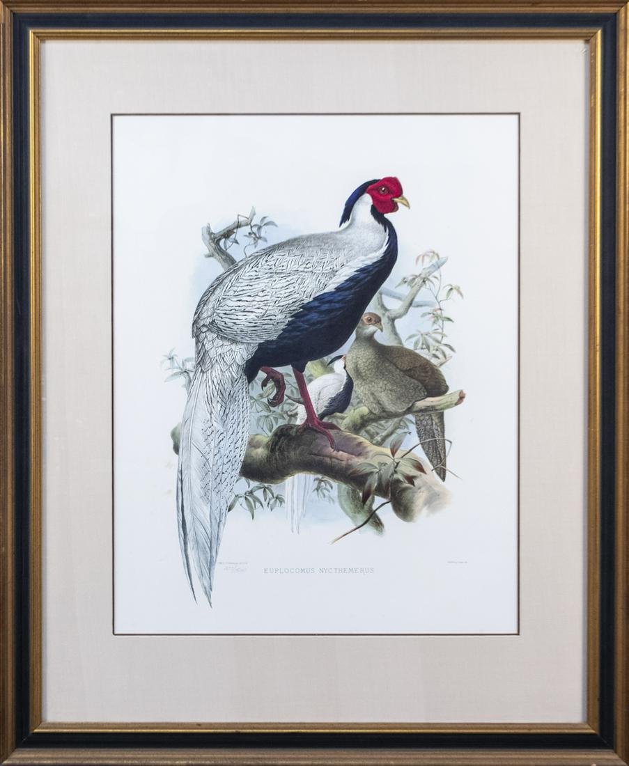 Daniel Giraud Elliot (American, 1835-1915): Euplocomus Nycthemerus (Silver Pheasant). Lithograph, from the Elliot collection. Editioned in pencil 277/1500. Sight size 27 x 21 inches, matted and framed. Notice to bidders: Due to the nature of th