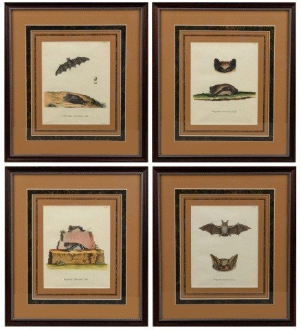 Four Colored Prints of Bats: Comprising (1) Vefpertilio Moloffus Pall.; (2) Vefpertilio Noctula Buff.; (3) Vefpertilio foricinus Pall.; and (4) Vefpertilio murinus Linn. All sight size, 9 x 7 1/4 inches.
