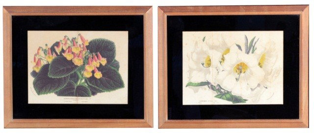 Pair of Botanical Prints