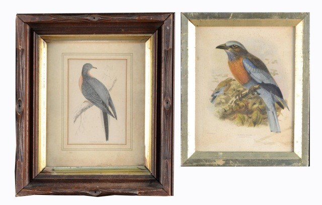 Pair of Color Lithographs Birds: One, Johannes G. Keulemans (Dutch, 1842-1912), Burmese Roller, 9 1/2 x 7 1/2 inches; the other, Passenger Pigeon, 4 1/2 x 6 1/2 inches. Ex. Coll. Martha Graham