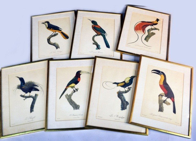 Seven Tropical Bird Prints After Barraband: Seven tropical bird gravure prints after the work of Jacques Barraband (Fr., 1767-1809) for the series, François Levaillant's Histoire Naturelle des Oiseaux de Paradis et des Rolliers. Signed in plat