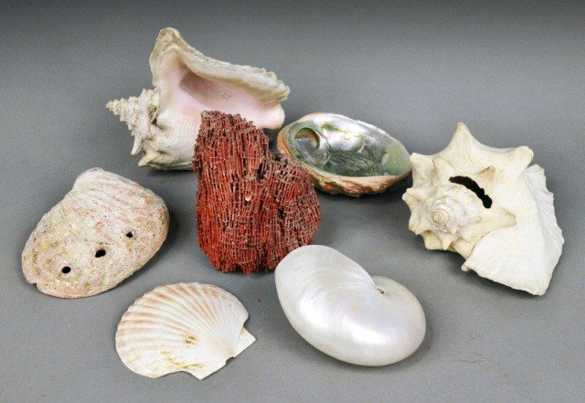Miscellaneous Group of Seashells: Assorted species and various sizes.