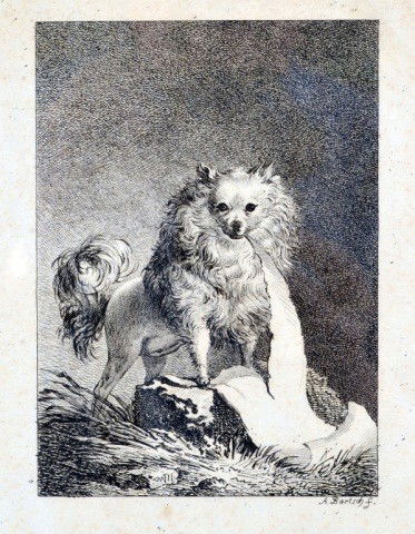 A. Bartsch (Austrian, 1757–1821) 18th C. Engraving: Engraving by Johann Adam Bernhard von Bartsch (Austrian, 1757–1821) of barbet. Signed in plate l.r. Sheet: 11 x 6 3/8. Image: 5 1/4 x 3 3/4 inches.