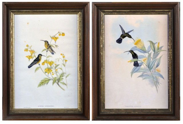 Two 19th C. Lithographs by J. Gould and W. Hart: Two hand colored lithographs of birds by John Gould (British, 1804-1881) and William Matthew Hart (British, 1830-1908). Both framed. (1) Agyrtria Taczanowskii. Sight size 19 1/2 x 13 inches. (2) Thren