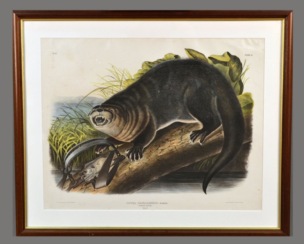 After J.J. Audubon (American, 1785-1851): Canada Otter (Plate LI). From The Viviparous Quadrupeds of North America. Hand-colored lithograph. Inscribed No. 11 (u.l.), and "Plate LI" (u.r.). "Drawn from Nature by J.J. Audubon, F.R.S