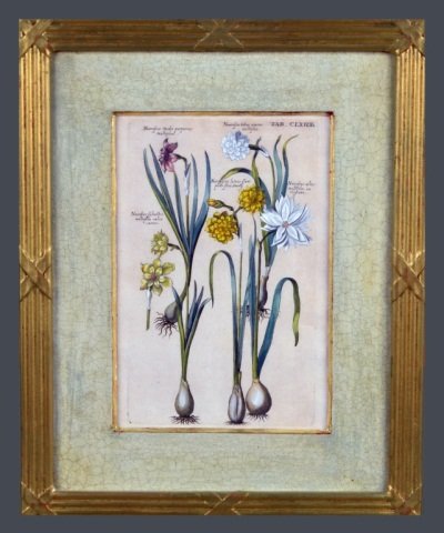 Johann Theodor De Bry (German, 1560-1623): Recueil de Plantes Desinnees . . . Hand colored copper engraving, 1770, published in Frankfurt by the Merian family. Plate size 11 1/4 x 6 5/8 inches. Matted and framed.