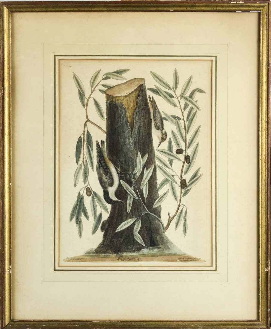 Mark Catesby (British/American, 1683-1749): The Nuthatch, from The Natural History of Carolina series. Hand colored engraving. Sight size 14 1/4 x 10 1/2 inches. Matted and framed. Provenance: Descended in the family of Charles H. Ebbets, build