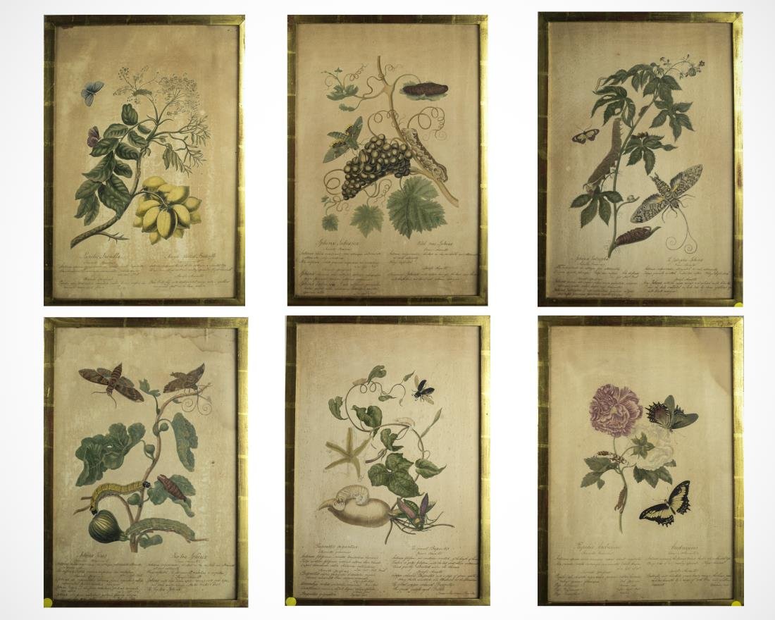 European School (20th Century): Set of six anthropoid prints. Each sight size 20 x 14 inches. Framed. Provenance: Descended in the family of Charles H. Ebbets, builder of Ebbet's Field in Brooklyn to the present owner.