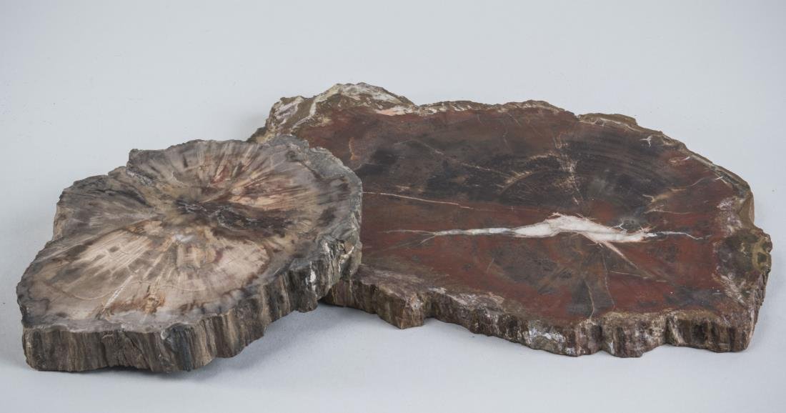 Two Petrified Wood Trivets: Larger 10 1/2 x 7 3/4 inches.