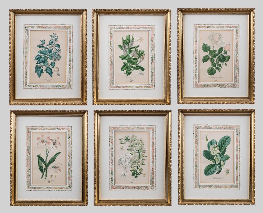 Six Decorative Pictures: Botanical illustrations from Edward Step's Favourite Flowers Of Garden And Greenhouse. Hand colored etchings. Each sight size 8 1/2 x 5 1/2 inches. Matted and framed.