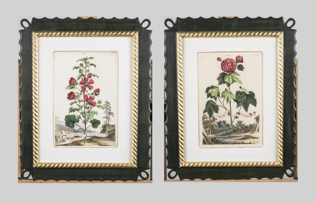 Two Botanical Prints After Abraham Munting (1 of 3)